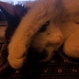 Meet your Posher, Morgann